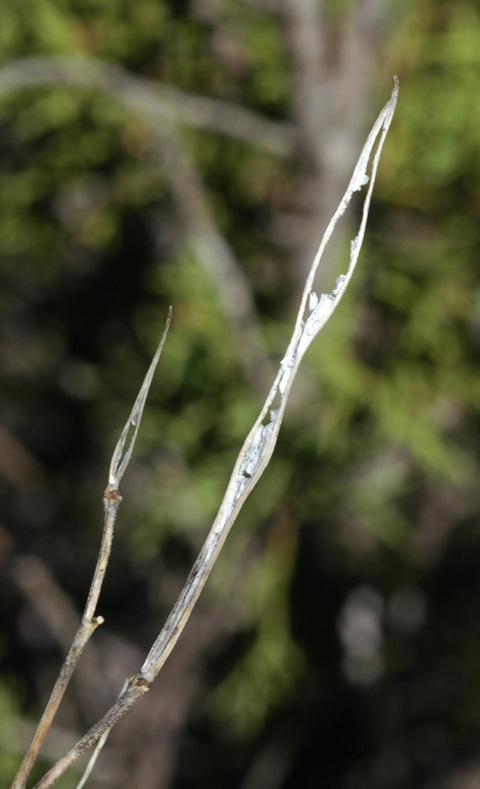 Image of Parrya lancifolia specimen.