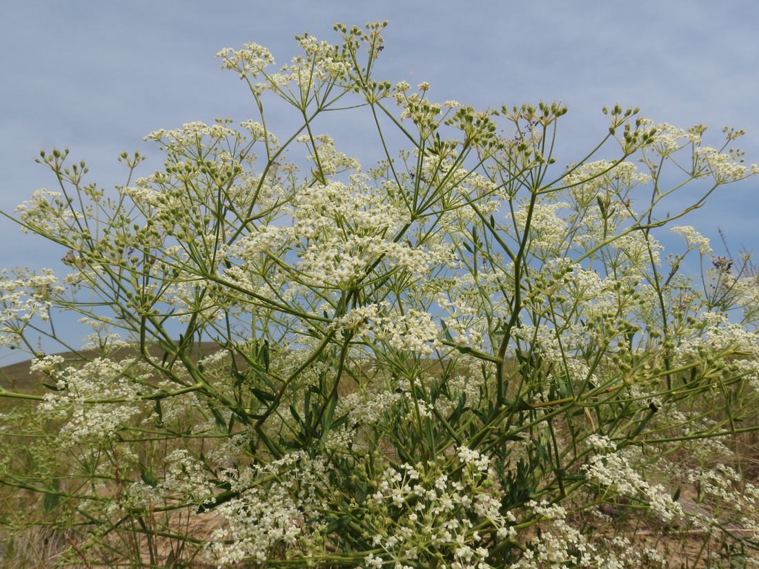 Image of Saposhnikovia divaricata specimen.