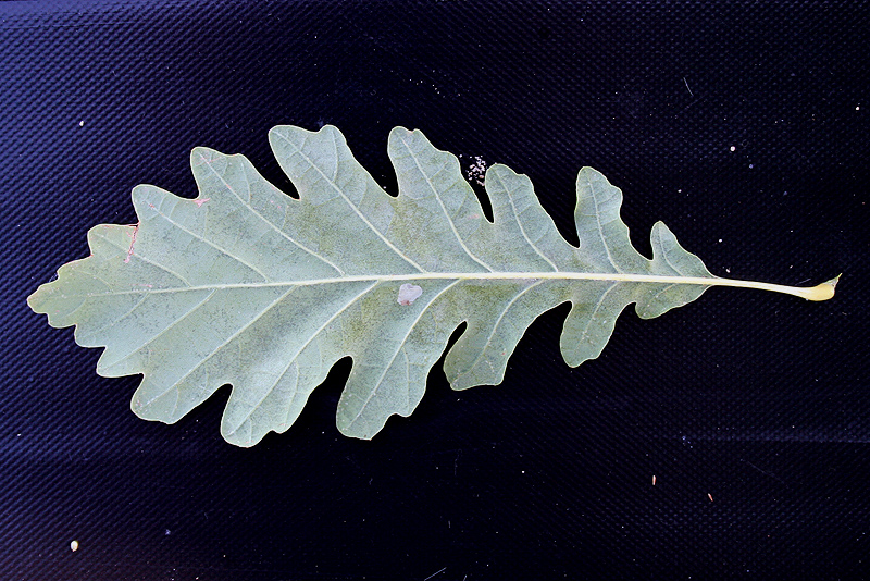 Image of Quercus petraea specimen.