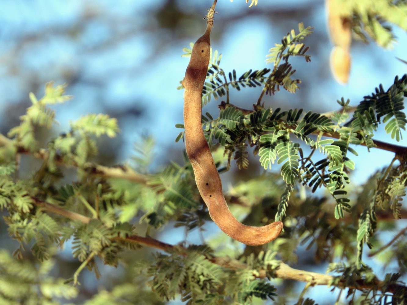 Изображение особи Vachellia pachyceras.