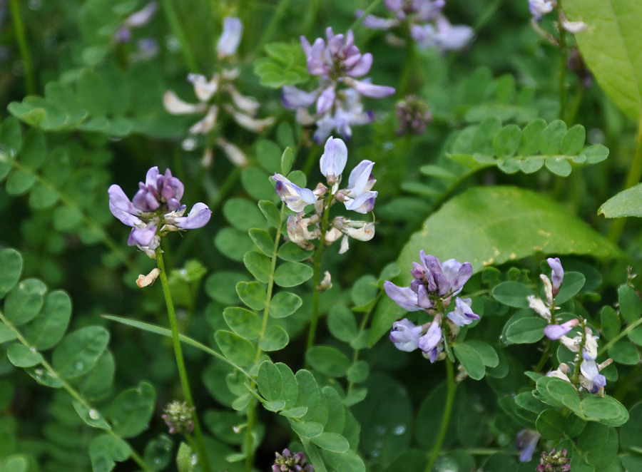 Изображение особи Astragalus alpinus.