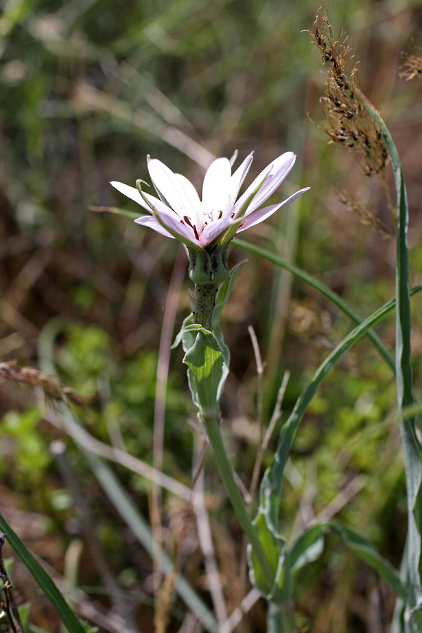 Image of Tragopogon marginifolius specimen.