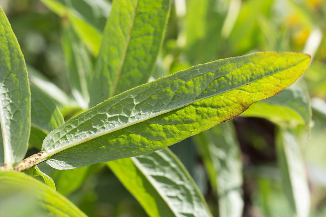 Image of Inula salicina specimen.