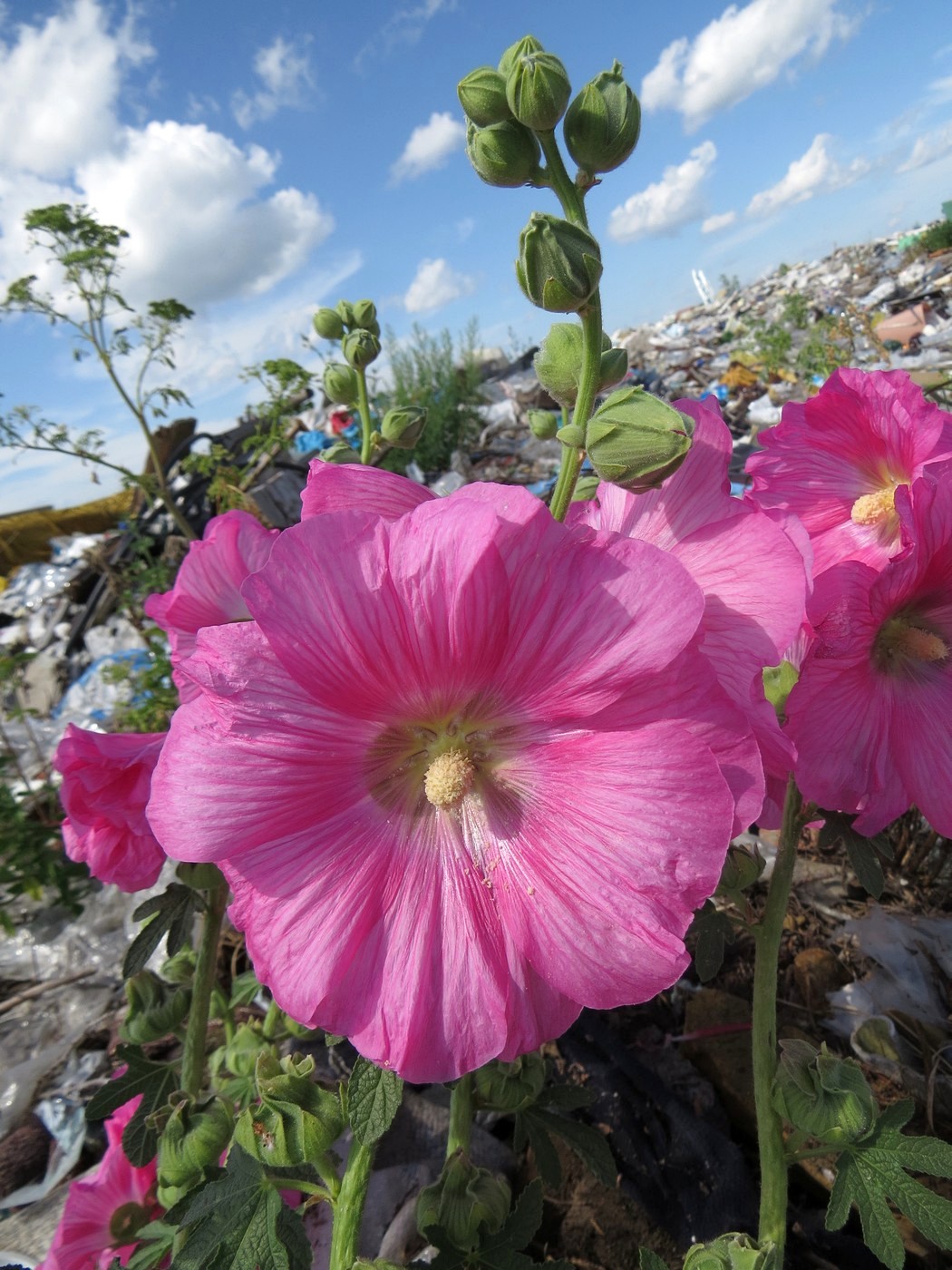 Изображение особи Alcea rosea.