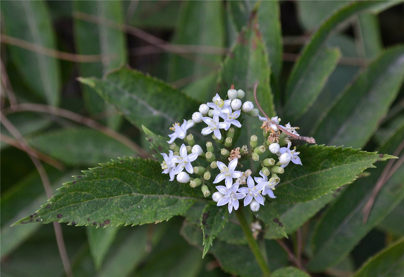 Image of Sambucus ebulus specimen.