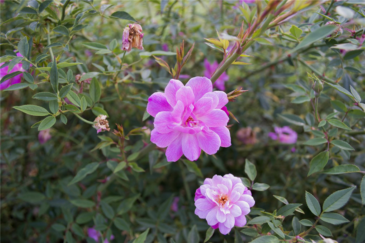 Image of genus Rosa specimen.