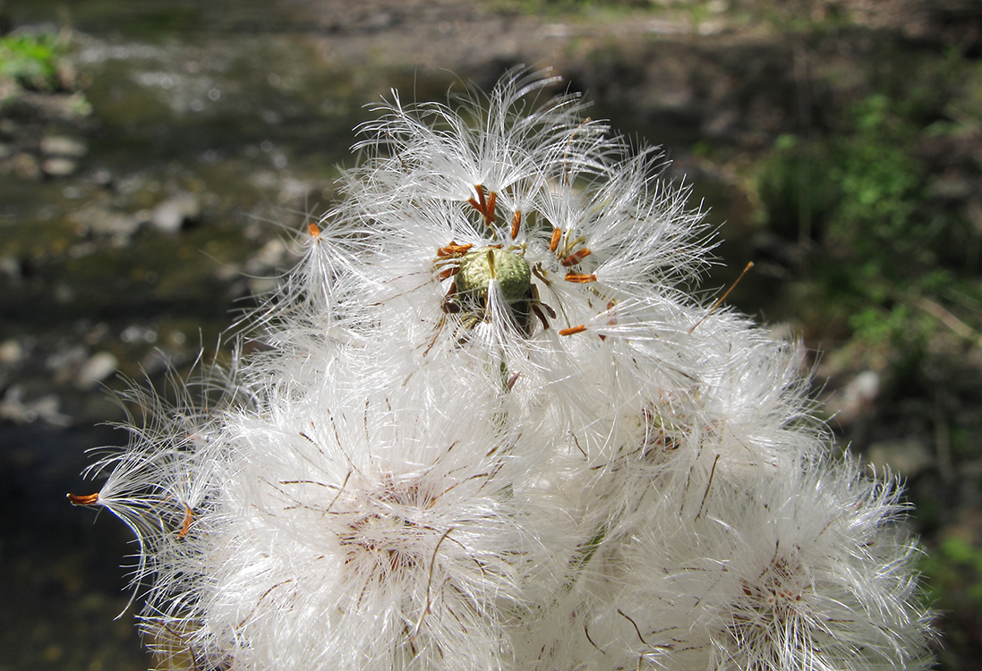 Image of Petasites hybridus specimen.