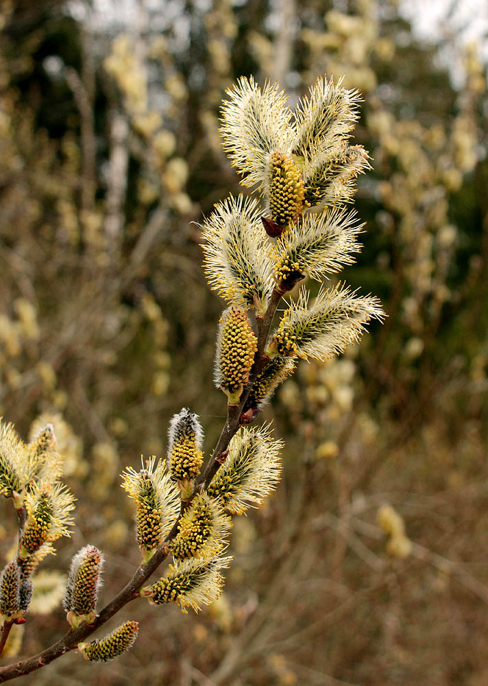 Image of Salix cinerea specimen.