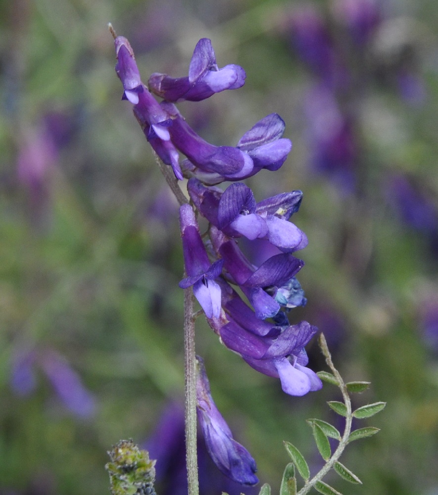 Image of genus Vicia specimen.