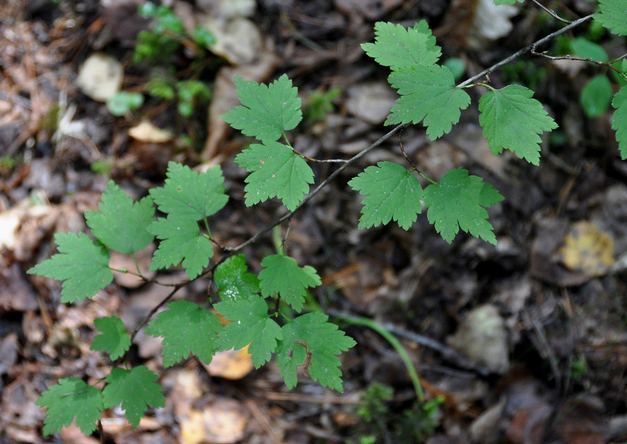 Image of Ribes maximoviczianum specimen.