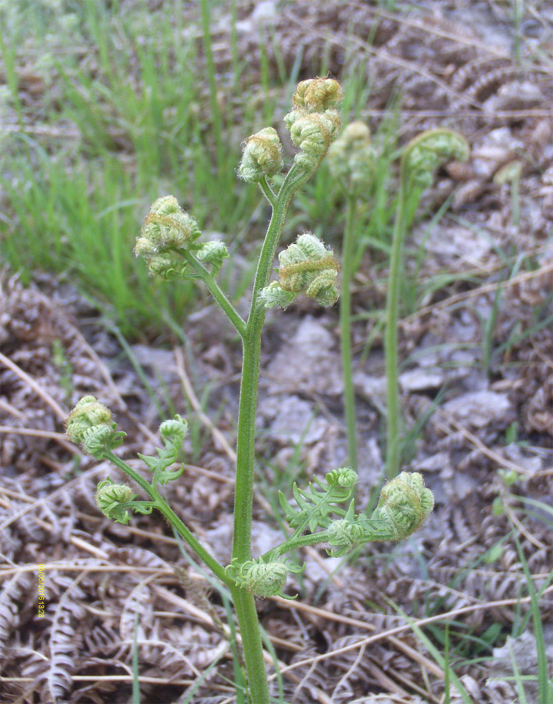 Изображение особи Pteridium pinetorum.