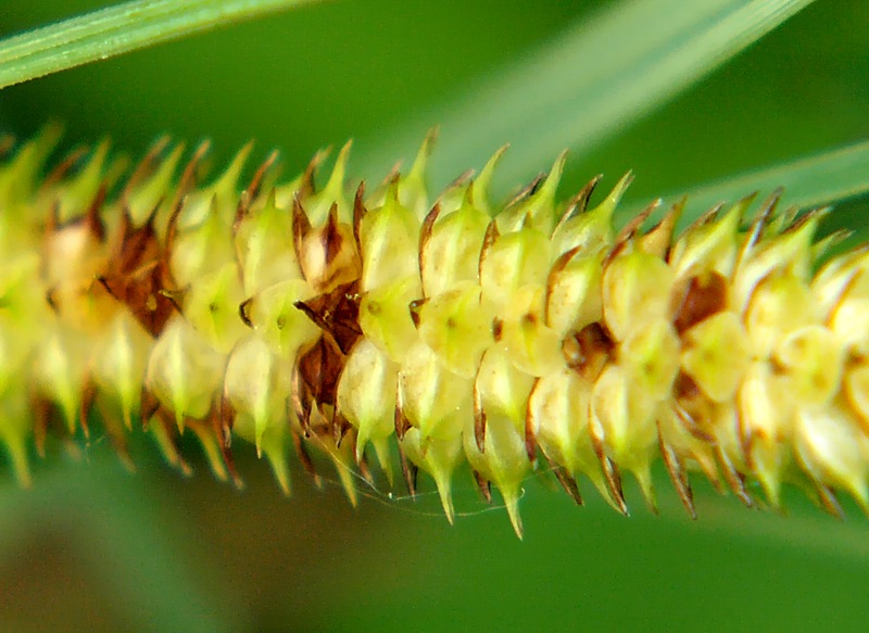 Image of Carex rostrata specimen.