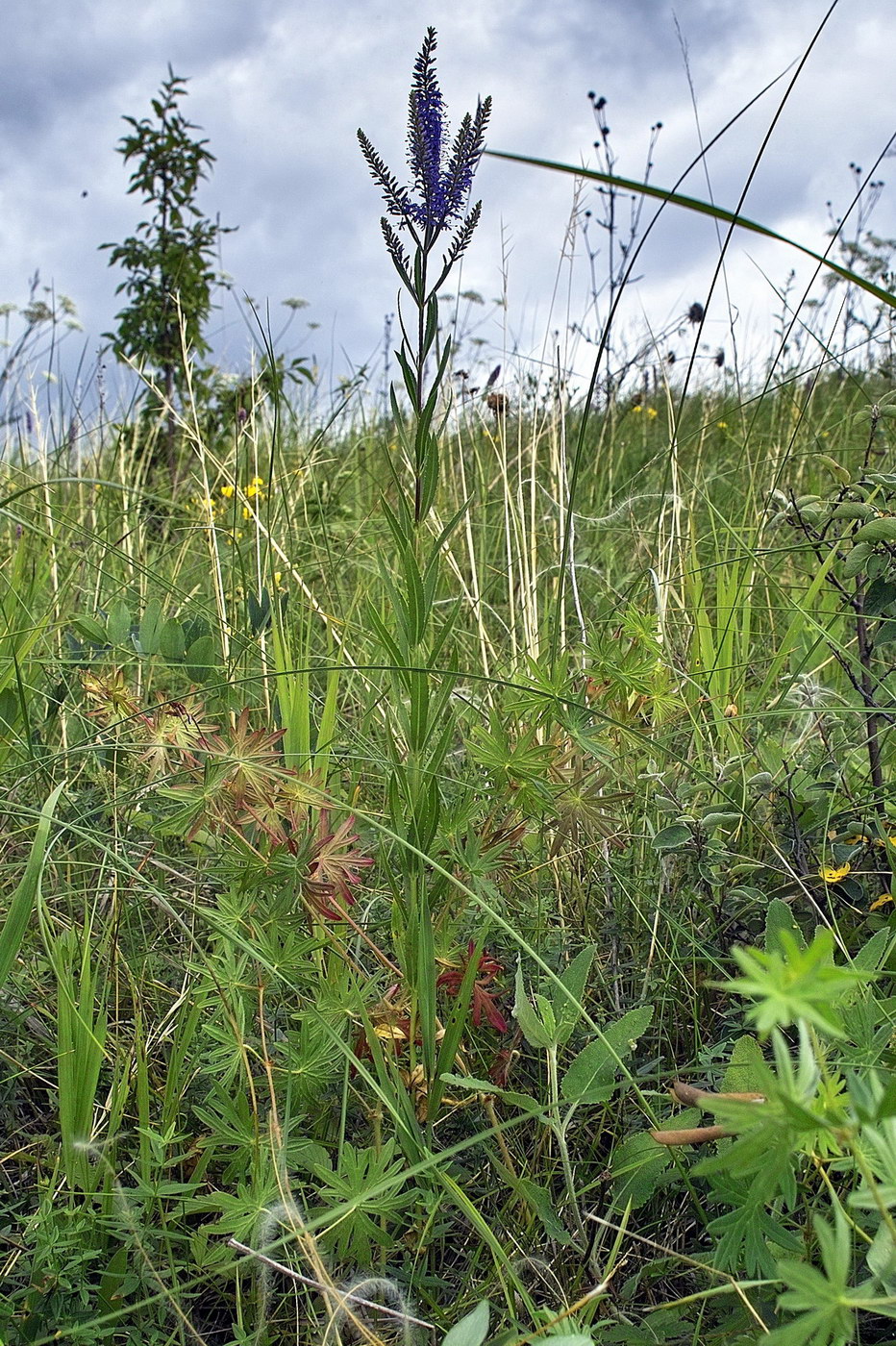 Image of Veronica longifolia specimen.