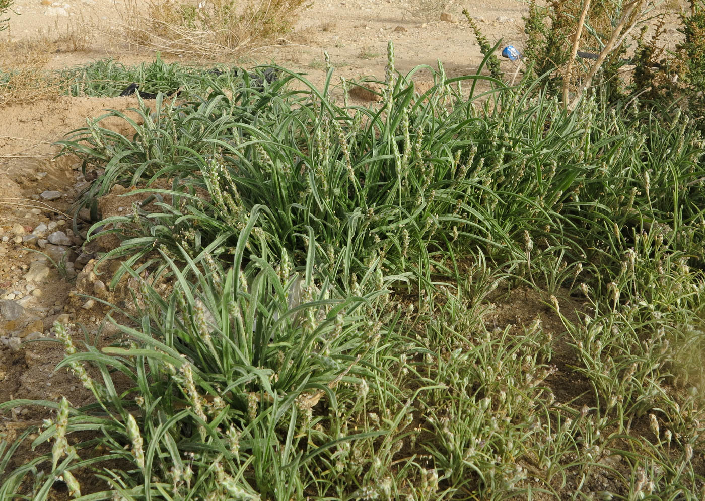 Image of Plantago cylindrica specimen.