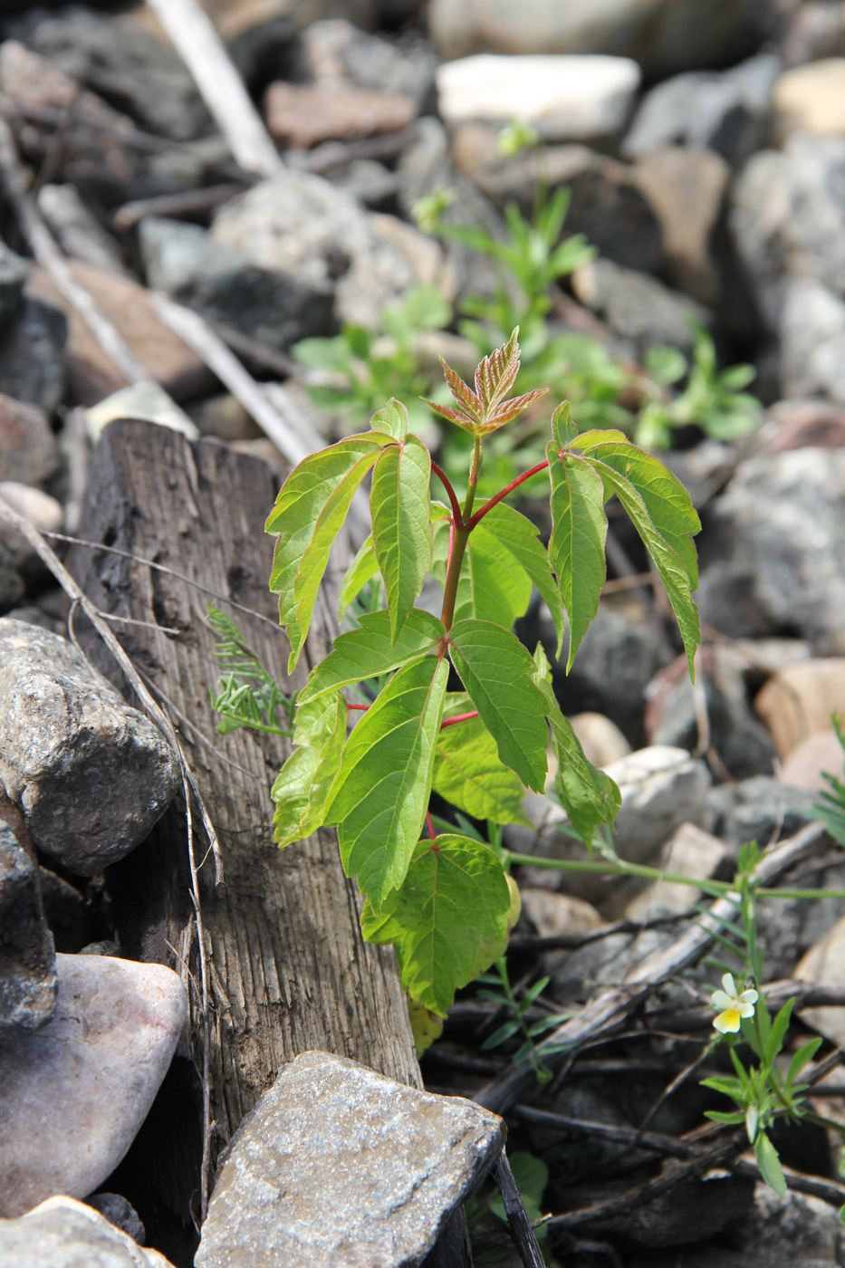 Image of Acer negundo specimen.