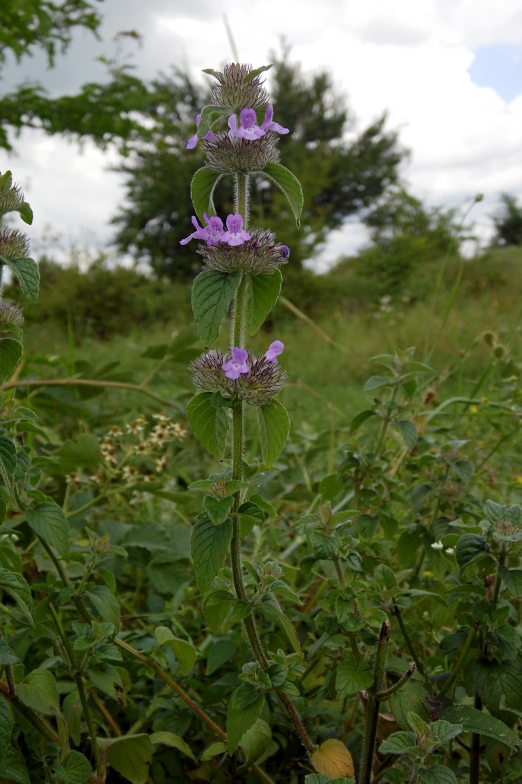 Image of Clinopodium caucasicum specimen.