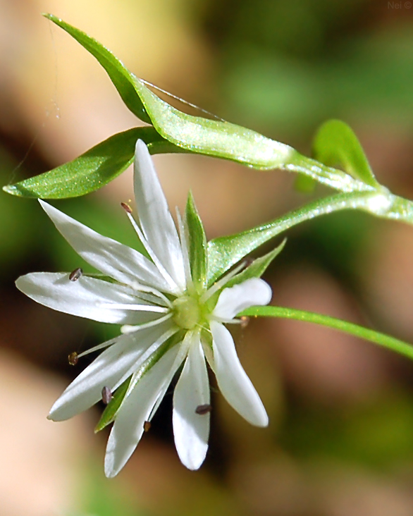 Изображение особи Stellaria graminea.