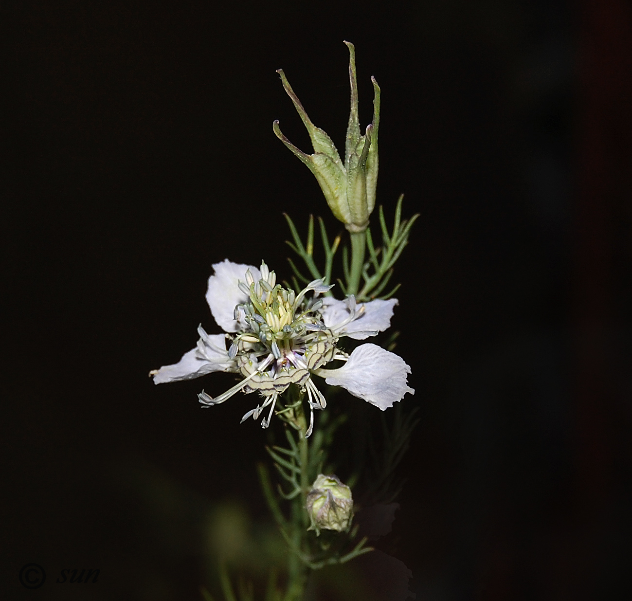 Изображение особи Nigella arvensis.