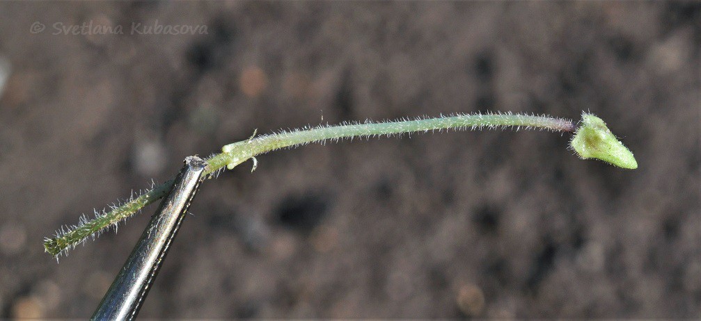 Image of Viola hirta specimen.