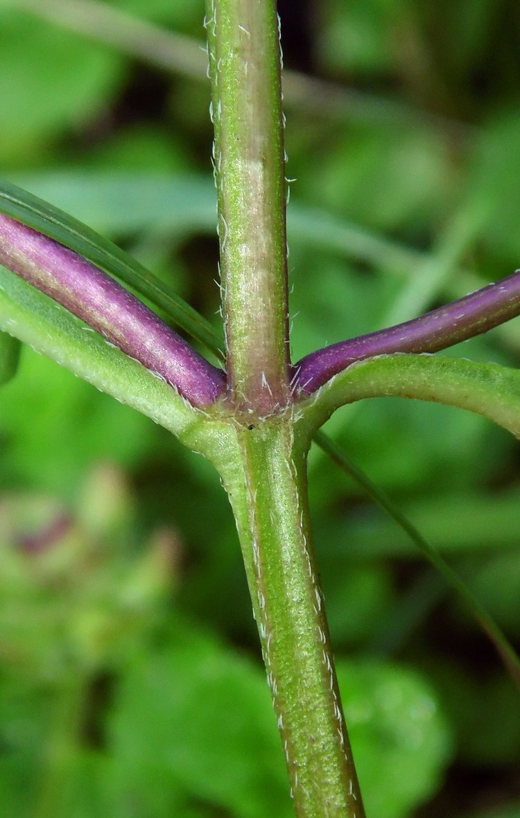 Image of Prunella vulgaris specimen.