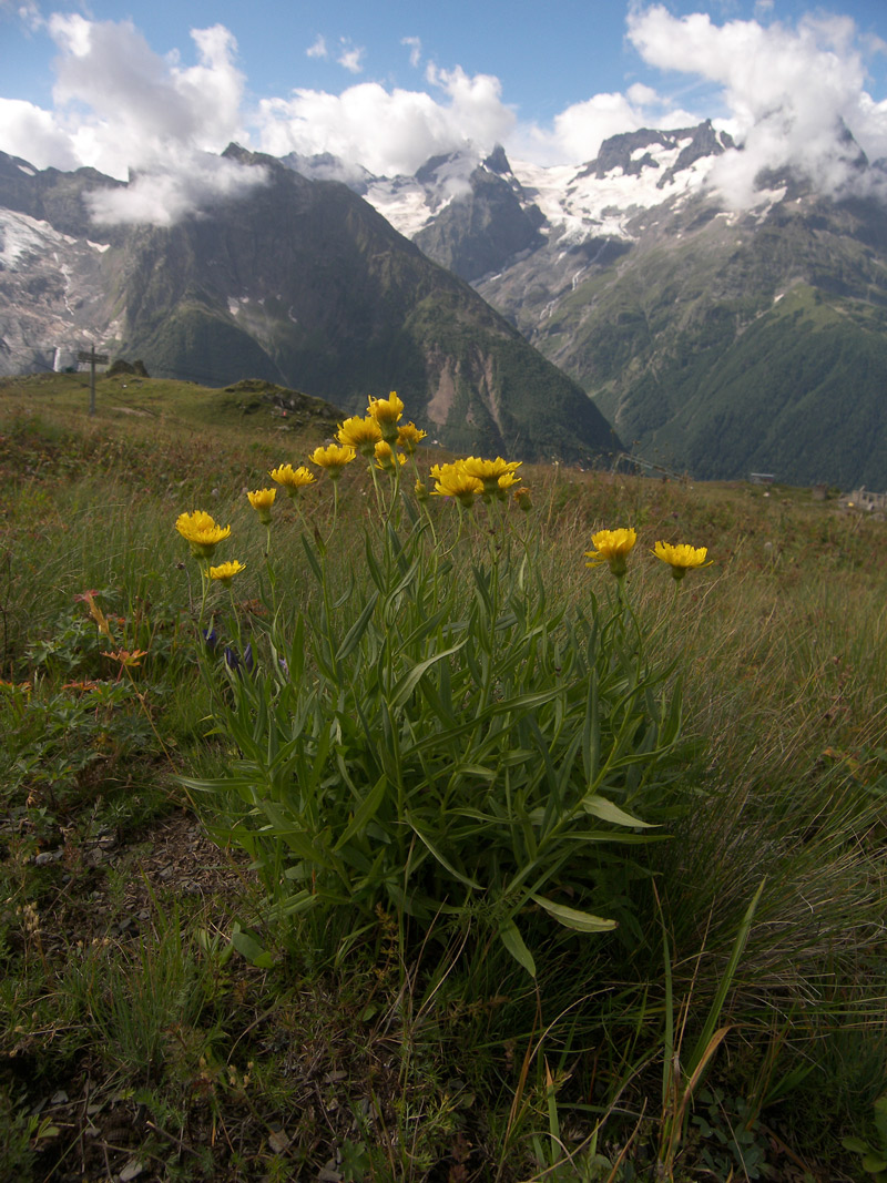 Image of Hieracium umbellatum specimen.