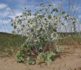 Eryngium maritimum. Цветущее растение. Краснодарский край, м/о Анапа, окр. станицы Благовещенская, Витязевская коса, на дюне. 03.07.2016.