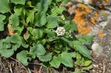 Valeriana ficariifolia