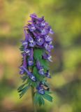 Corydalis solida. Верхушка цветущего растения. Пермский край, Добрянский р-н, осиново-черемуховый колок. 01.05.2016.