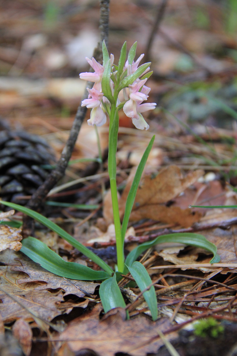 Image of Dactylorhiza romana specimen.