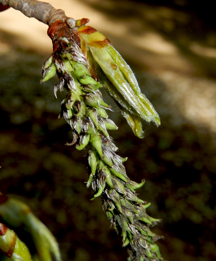 Image of Populus tremula specimen.