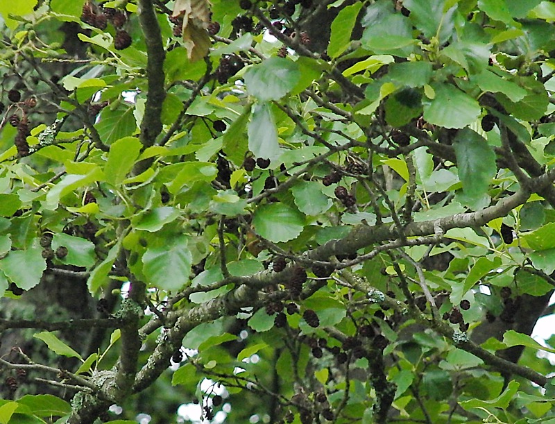 Изображение особи Alnus glutinosa.