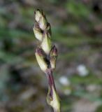 Salvia ringens