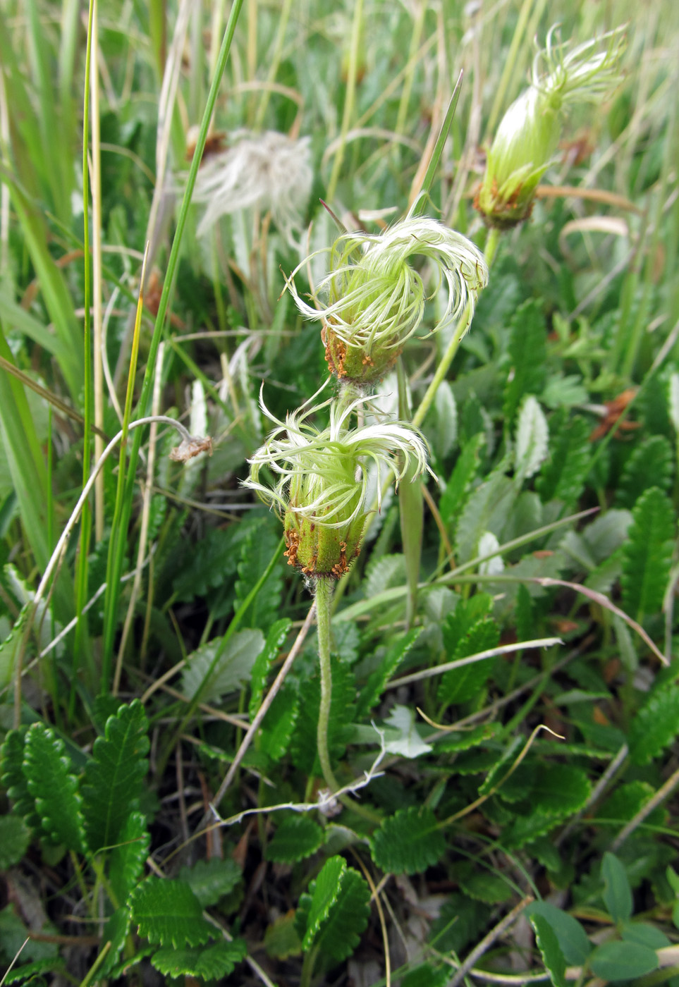 Image of Dryas oxyodonta specimen.