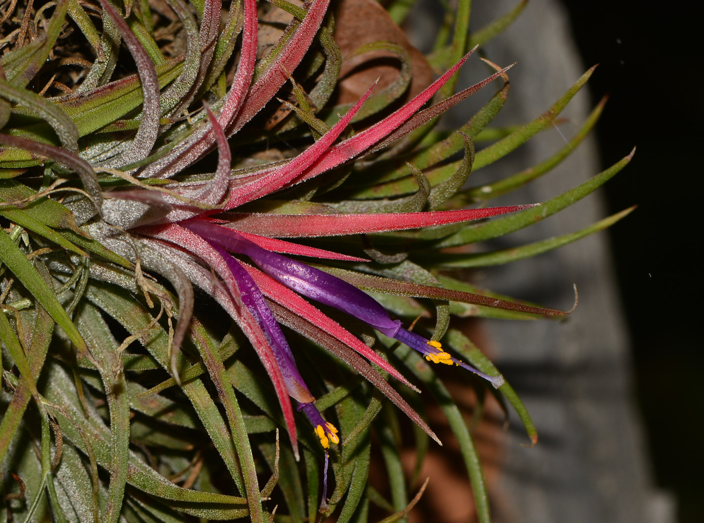 Image of Tillandsia ionantha specimen.