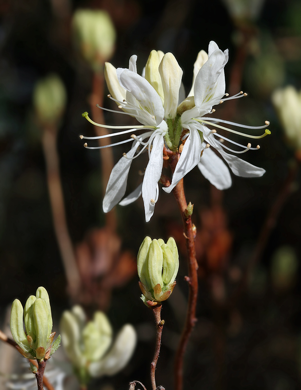 Image of Rhododendron canadense specimen.