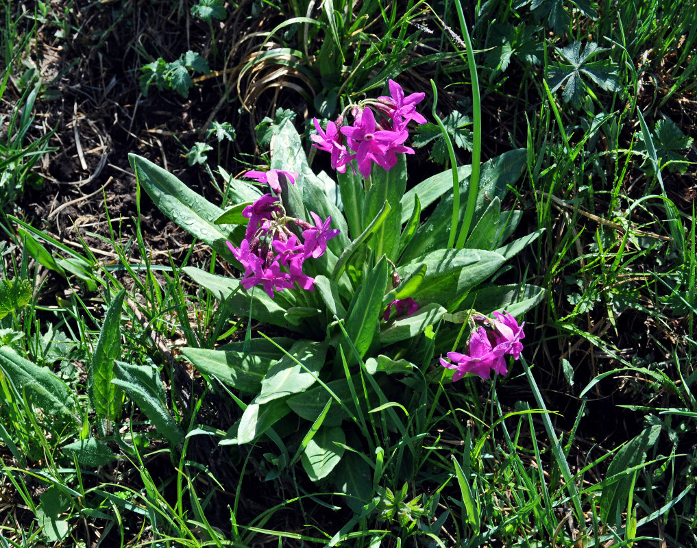 Изображение особи Primula nivalis.