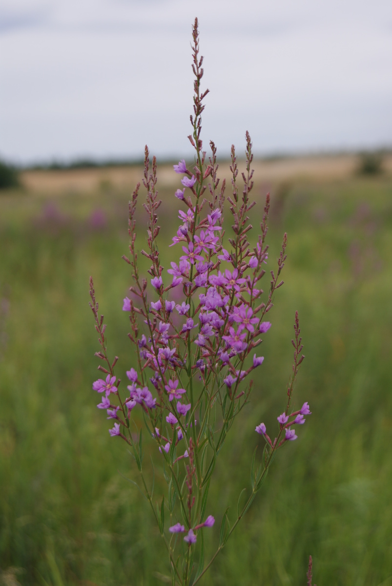 Изображение особи Lythrum virgatum.