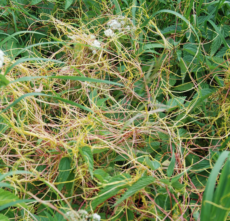 Image of Cuscuta europaea specimen.