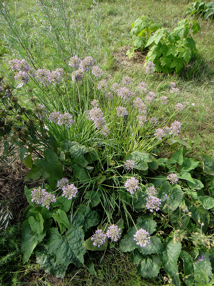 Image of Allium senescens specimen.