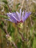 Aster bessarabicus. Верхушка побега с соцветием. Украина, г. Запорожье, западная сторона балки возле с. Малышевка, разнотравная степь. 12.07.2017.