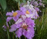 Lagerstroemia indica