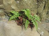 Asplenium adiantum-nigrum