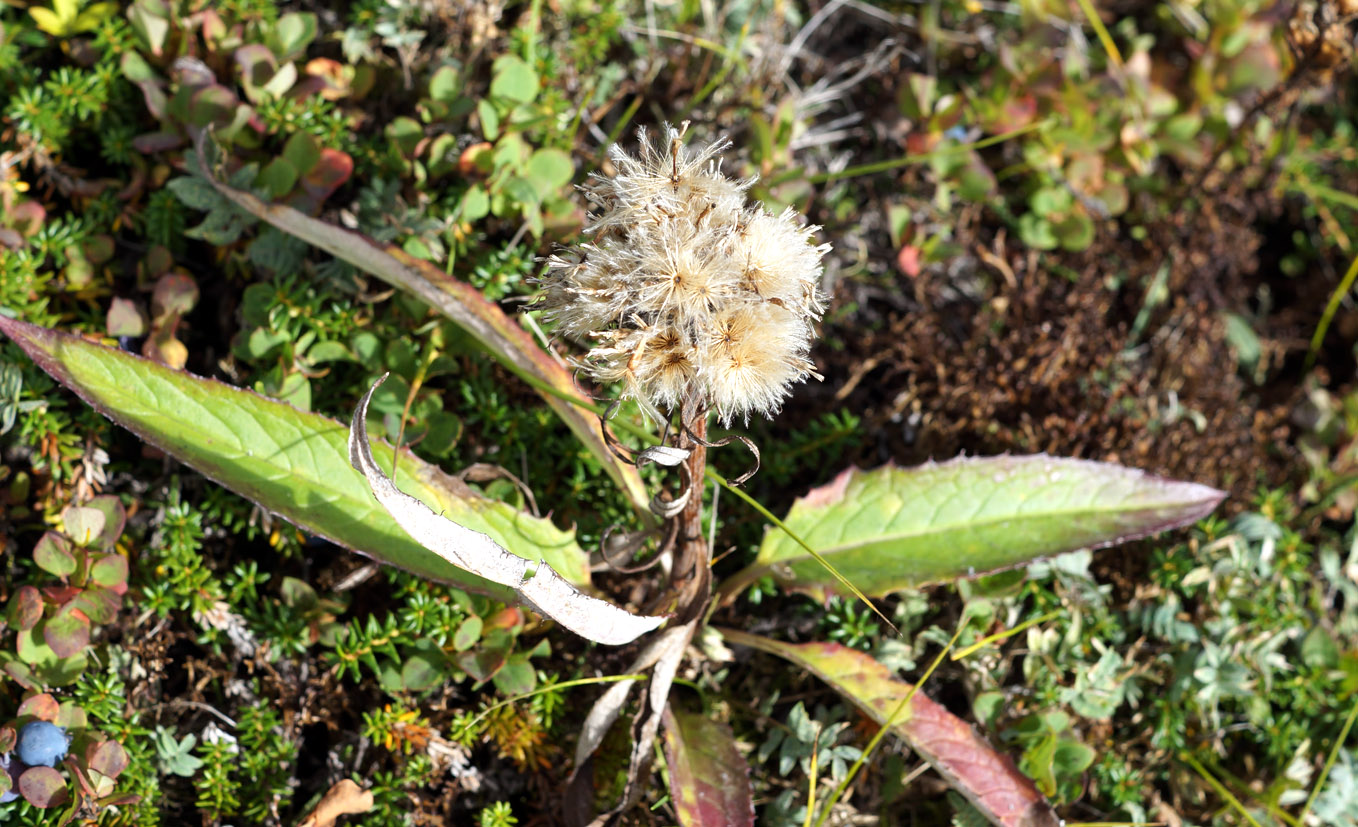 Image of Saussurea pseudotilesii specimen.