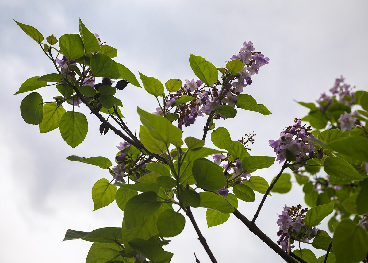 Image of Paulownia tomentosa specimen.