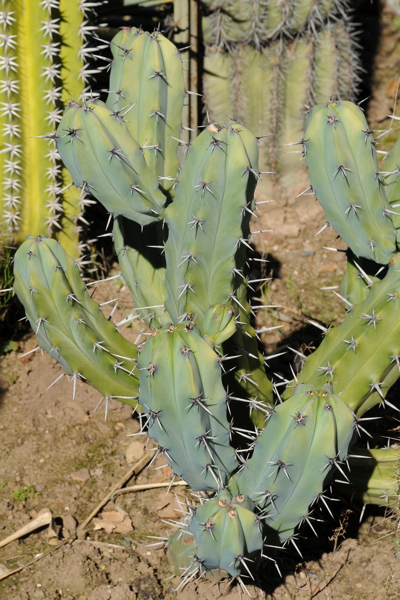 Изображение особи Myrtillocactus geometrizans.