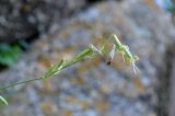 Silene sussamyrica