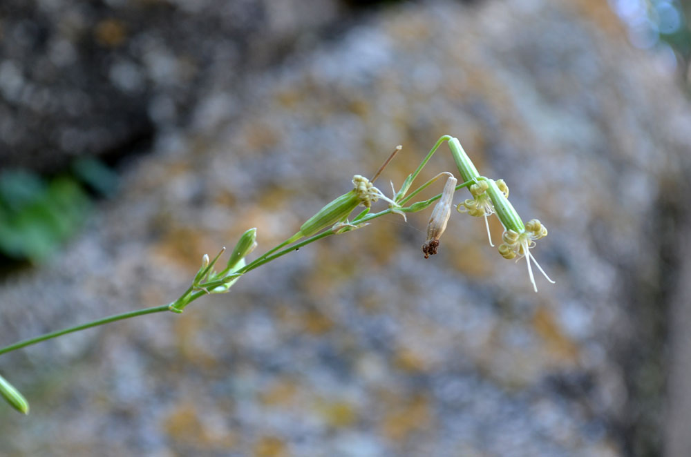 Image of Silene sussamyrica specimen.