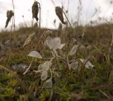 семейство Brassicaceae. Сухое отплодоносившее растение. Кабардино-Балкарская Республика, Зольский р-н, хребет Тышлы-Сырт. 09.09.2011.