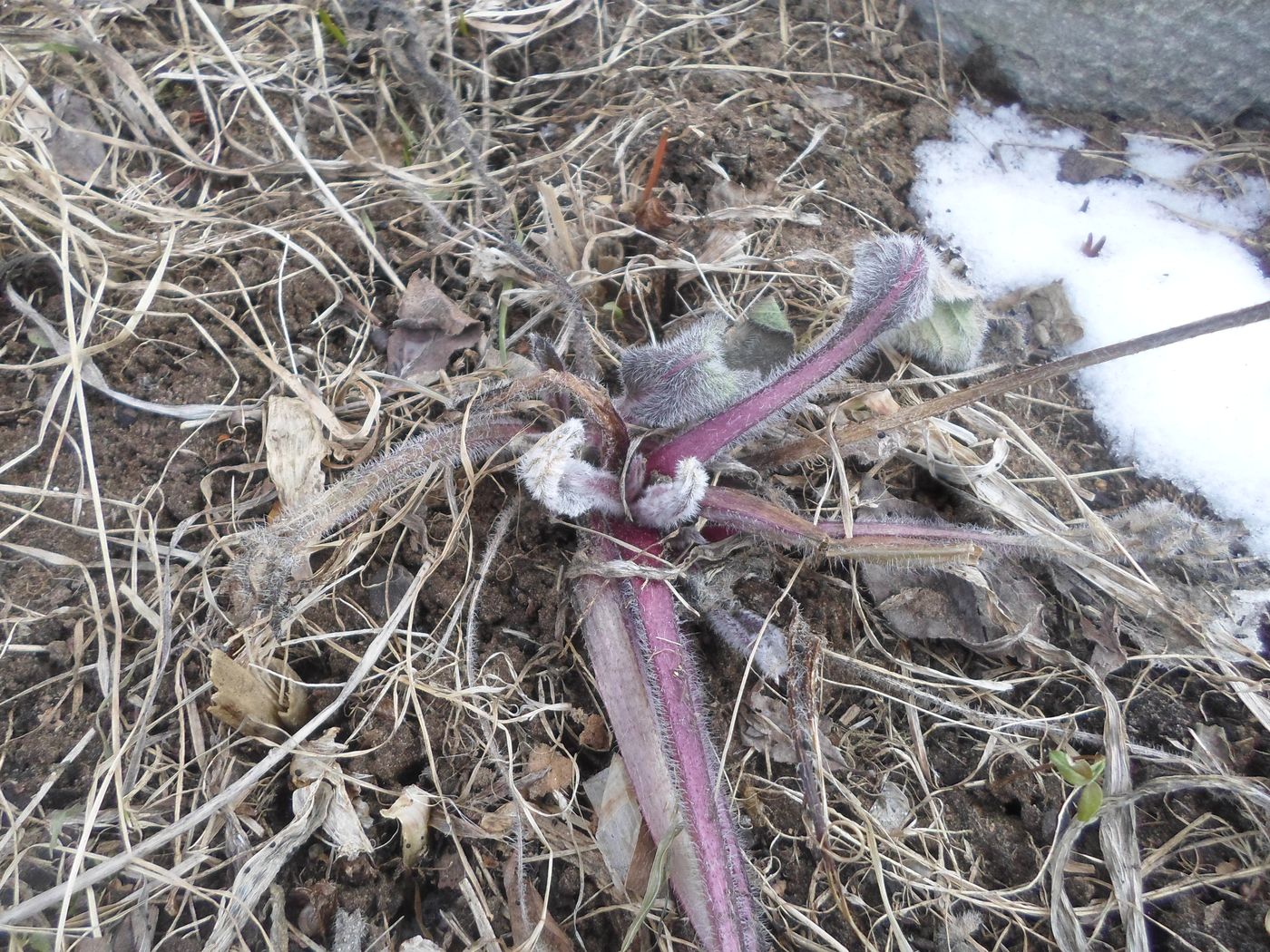 Image of Rudbeckia hirta specimen.