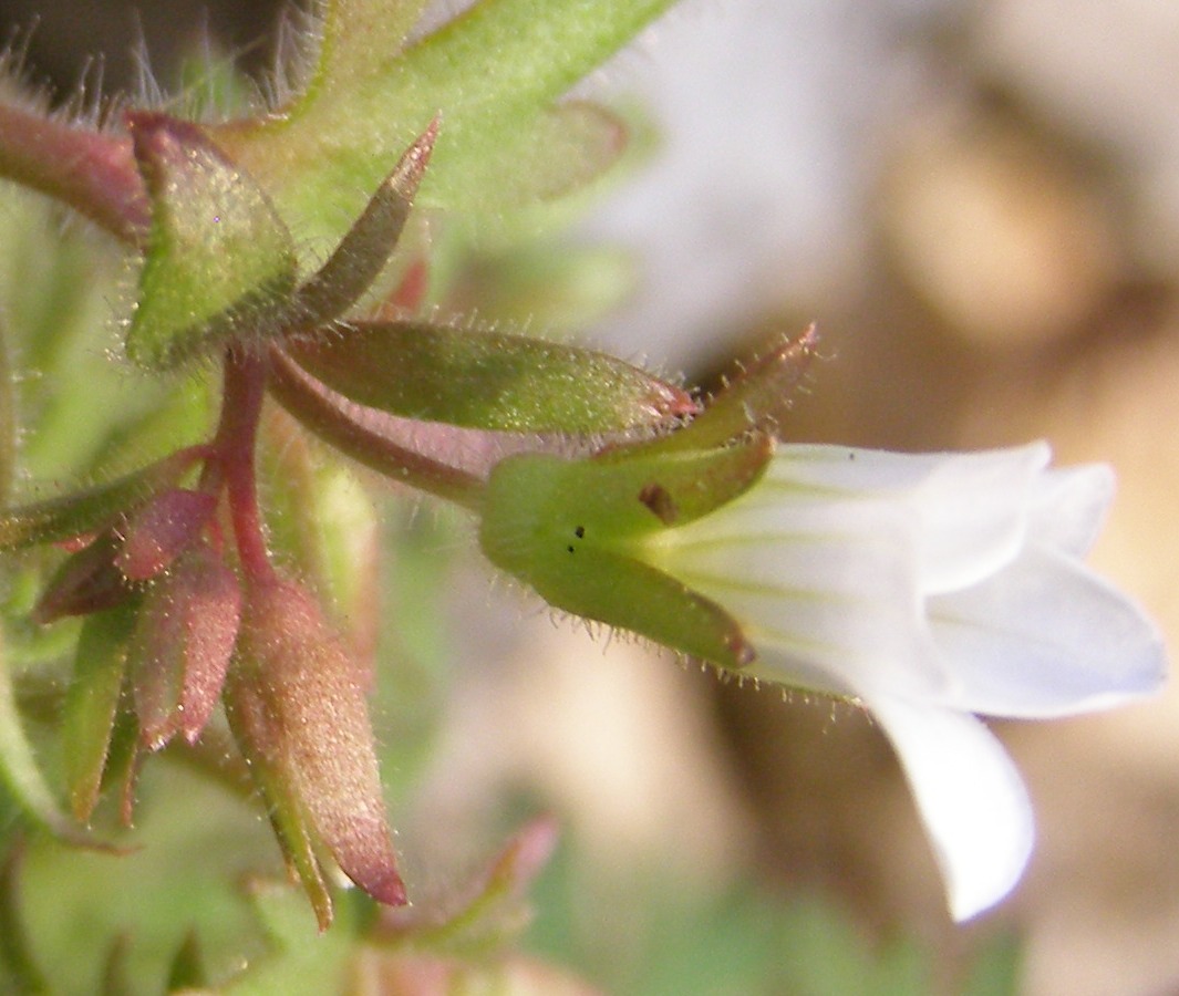 Image of Saxifraga irrigua specimen.